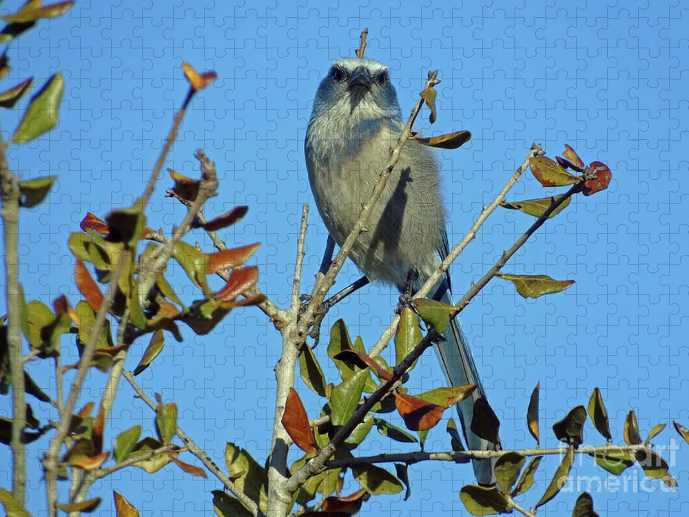Scrub Jigsaw Puzzle featuring the photograph Some Serious Scrub Jay Attitude by D Hackett
