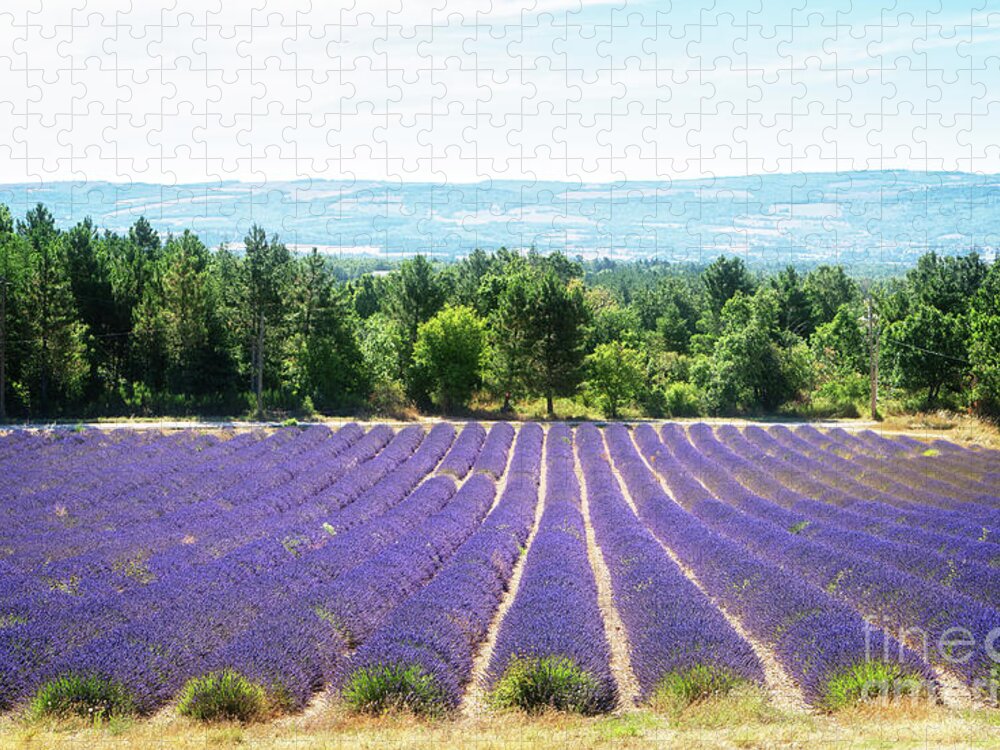 Lavender Jigsaw Puzzle featuring the photograph Song of Lavender field at summer by Anastasy Yarmolovich