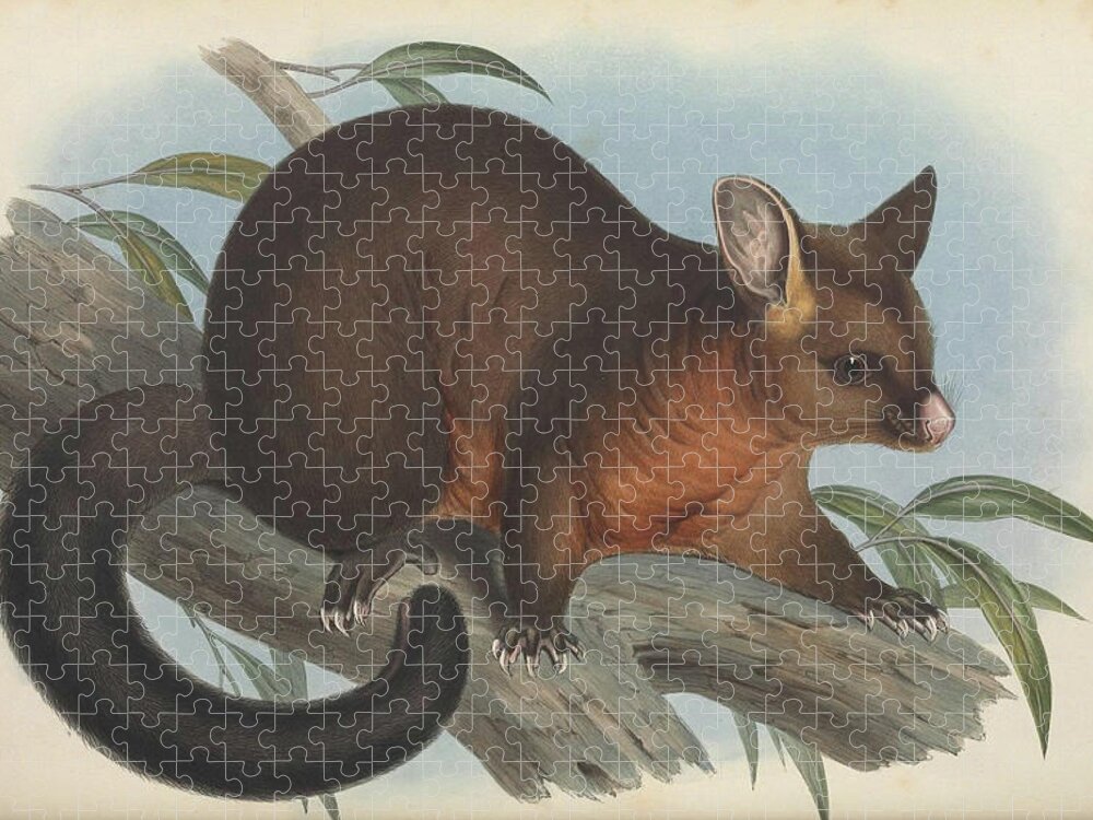 Australia Jigsaw Puzzle featuring the drawing Sooty Opossum by John Gould