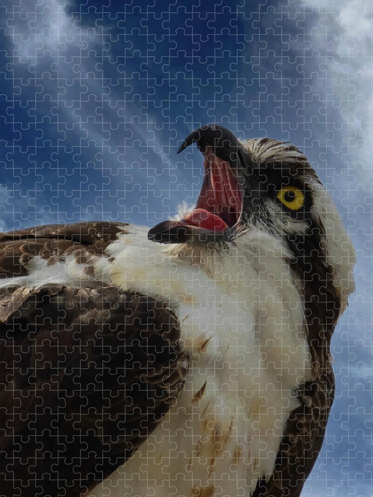 Osprey Jigsaw Puzzle featuring the photograph Sound the Alarm by RD Allen