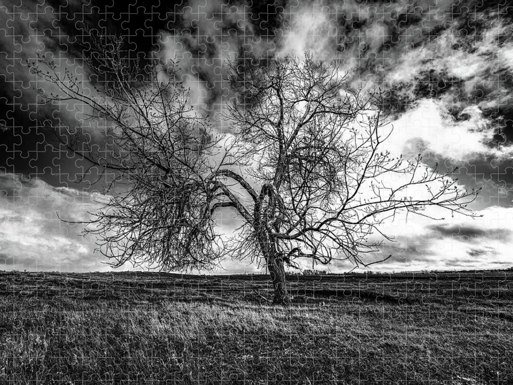 Tree Jigsaw Puzzle featuring the photograph South Monochrome by Darcy Dietrich