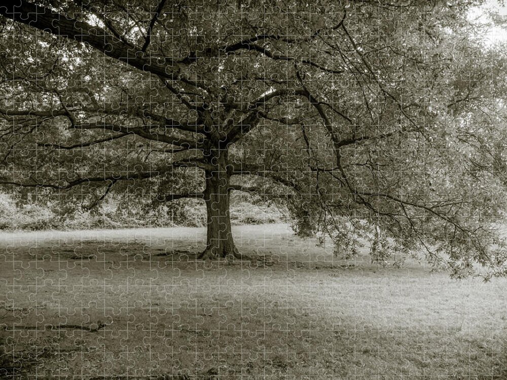 Tree Jigsaw Puzzle featuring the photograph Southern Tree Inspired by Sally Mann by Liz Albro