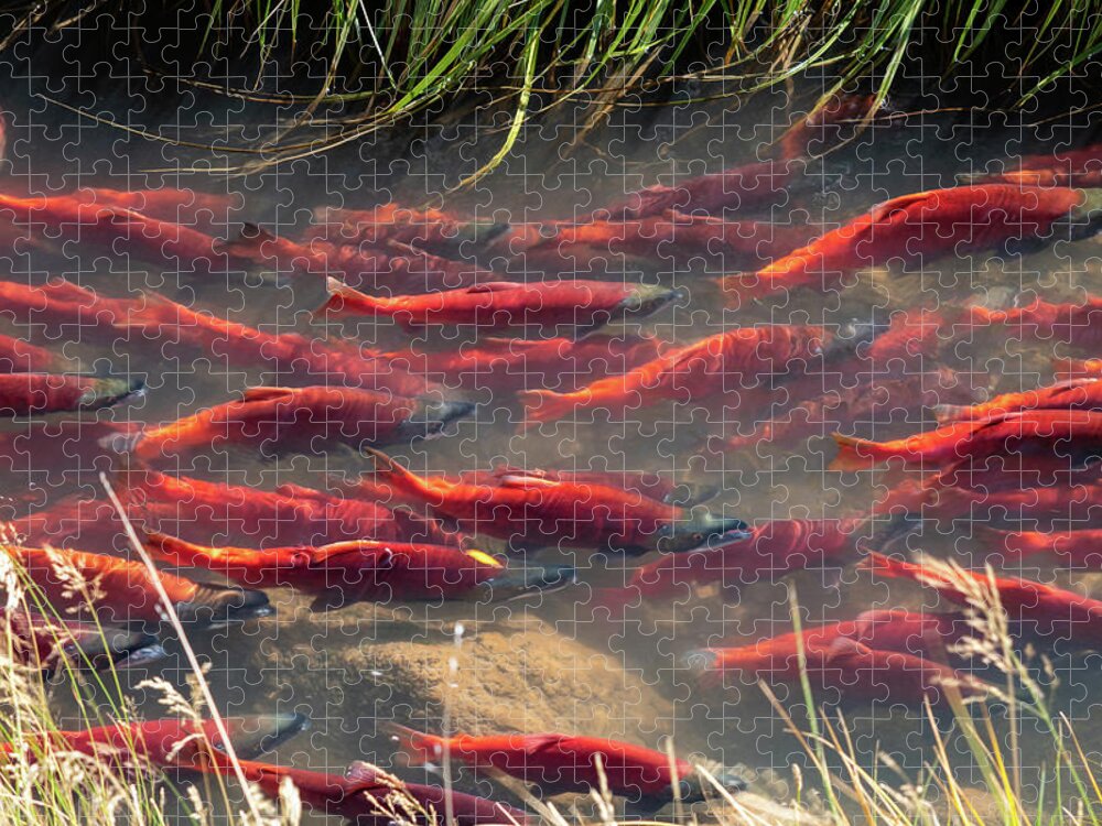 Salmon Jigsaw Puzzle featuring the photograph Spawning School by Wesley Aston