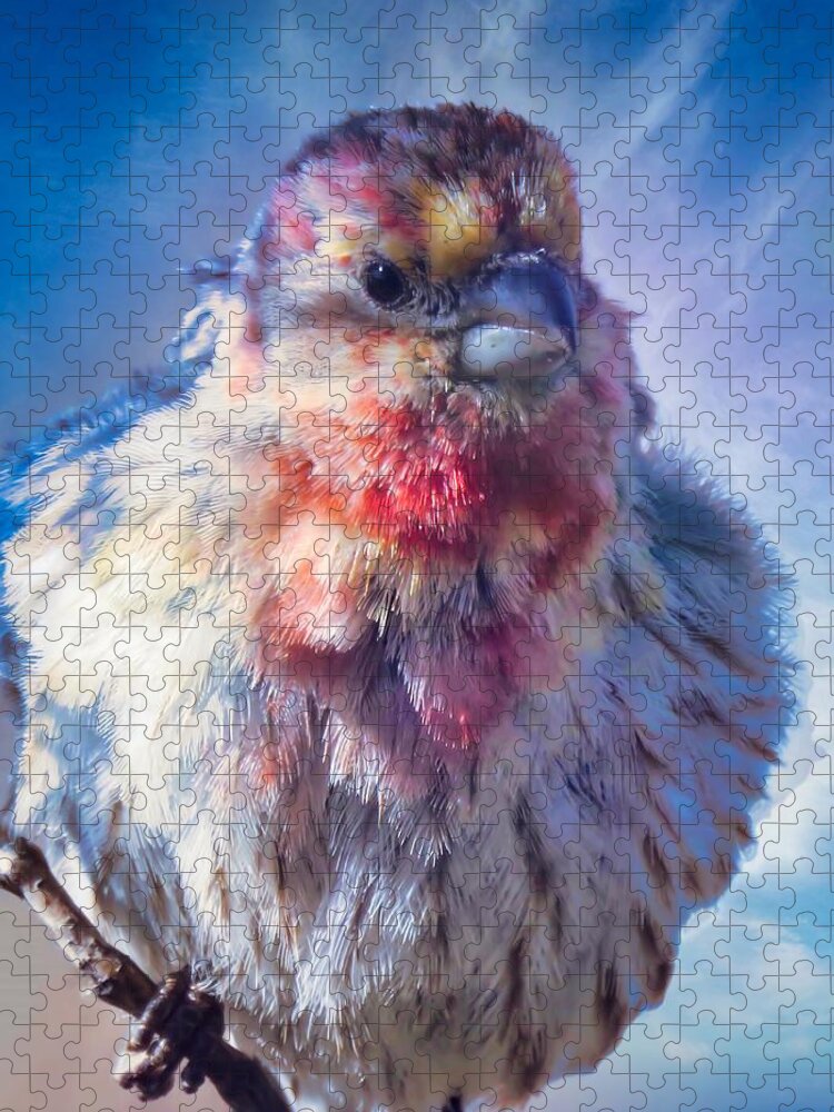 Waywardmuse Jigsaw Puzzle featuring the photograph Special Male House Finch by Judy Kennedy