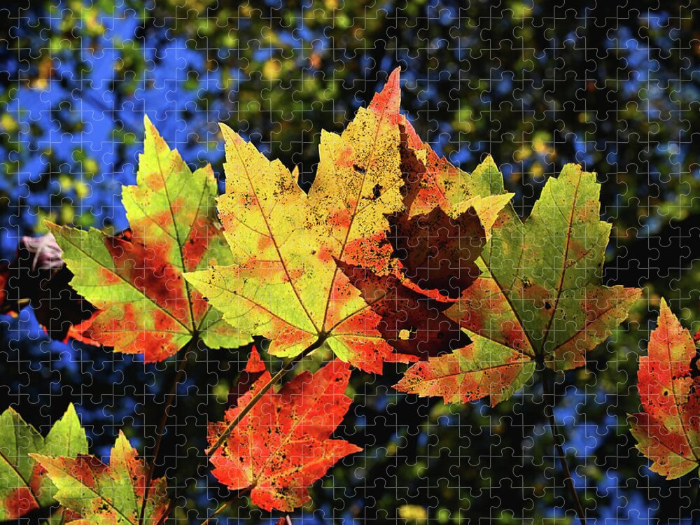 Fall Jigsaw Puzzle featuring the photograph Speckled Maple by Steven Nelson