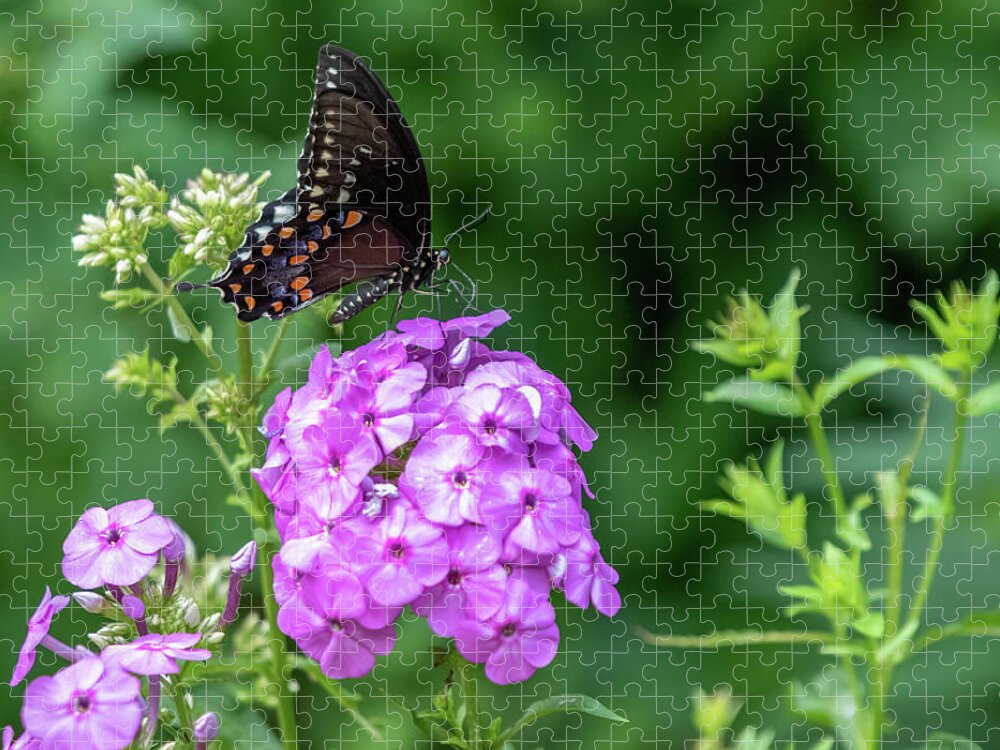 Lenoir Preserve Jigsaw Puzzle featuring the photograph Spicebush Swallowtail by Kevin Suttlehan