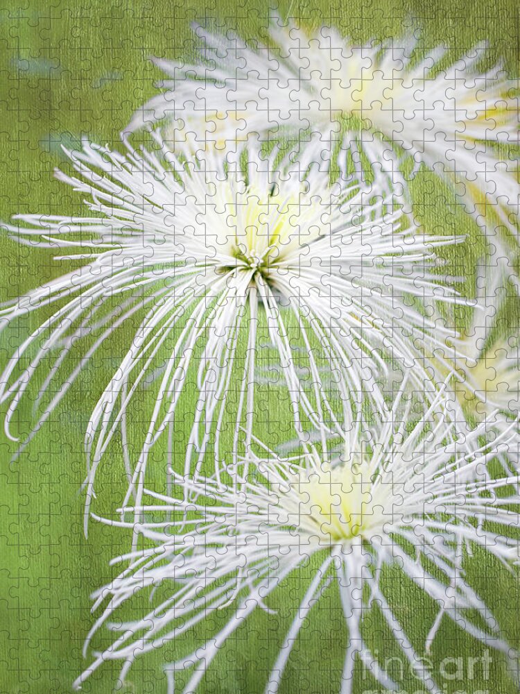 Chrysanthemums Jigsaw Puzzle featuring the photograph Spider Mums by Marilyn Cornwell