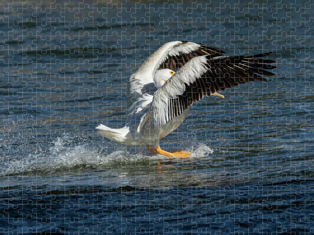 American White Pelican Jigsaw Puzzle featuring the photograph Splash Down 2016 by Thomas Young