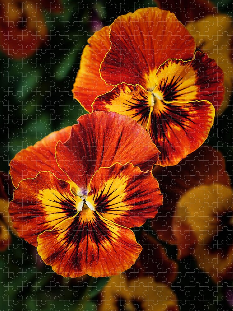 Garden Jigsaw Puzzle featuring the photograph Spriing Pansy Flowers at Brookside Gardens by Stuart Litoff