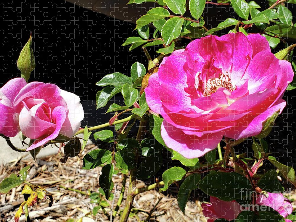 Pink Roses Jigsaw Puzzle featuring the photograph Spring Bloom by Dipali Shah