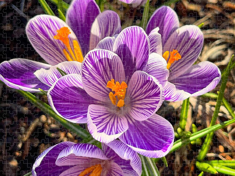 Crocus Jigsaw Puzzle featuring the photograph Spring Crocus by Brian Eberly