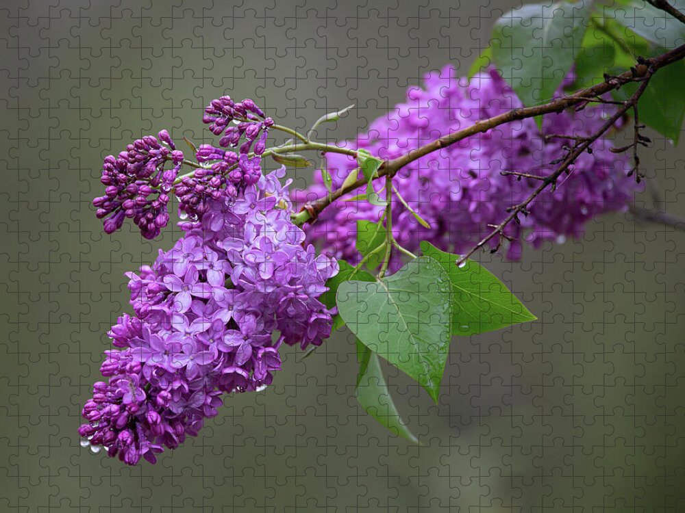 Spring Jigsaw Puzzle featuring the photograph Spring Lilacs by Dale Kincaid