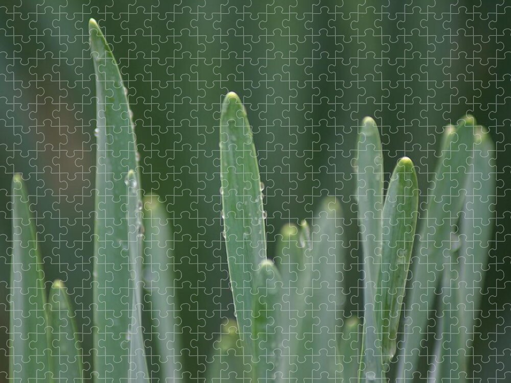 Water Jigsaw Puzzle featuring the photograph Spring Rain by Heather E Harman