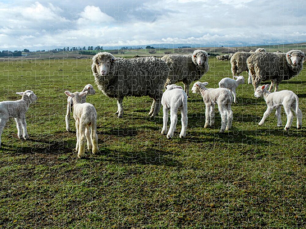 Sheep Jigsaw Puzzle featuring the photograph Springtime Babies - High Country Sheep Muster, South Island, New Zealand by Earth And Spirit