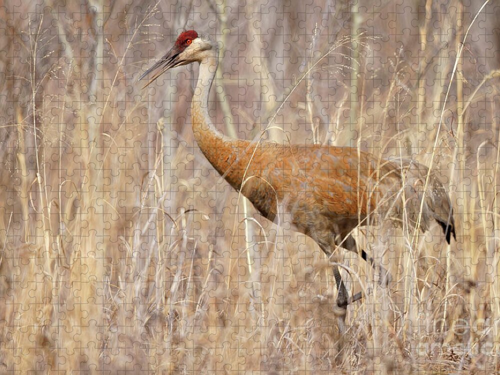 Sandhill Crane Jigsaw Puzzle featuring the photograph Spring Sandhill Walk by Natural Focal Point Photography