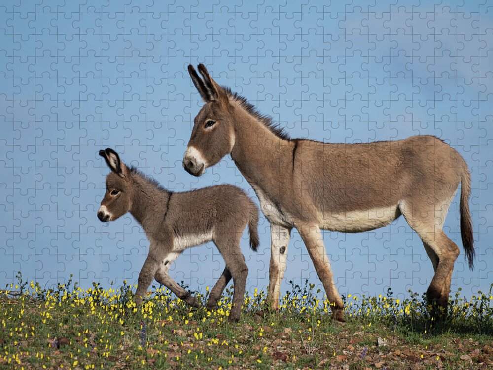 Wild Burros Jigsaw Puzzle featuring the photograph Spring Saunter by Mary Hone