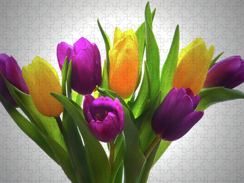 Tulips Jigsaw Puzzle featuring the photograph Spring Tulips by Terence Davis