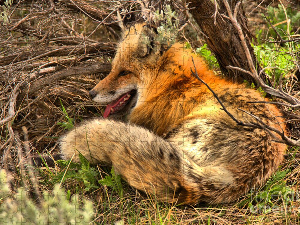 Fox Jigsaw Puzzle featuring the photograph Springtime Nap by Adam Jewell