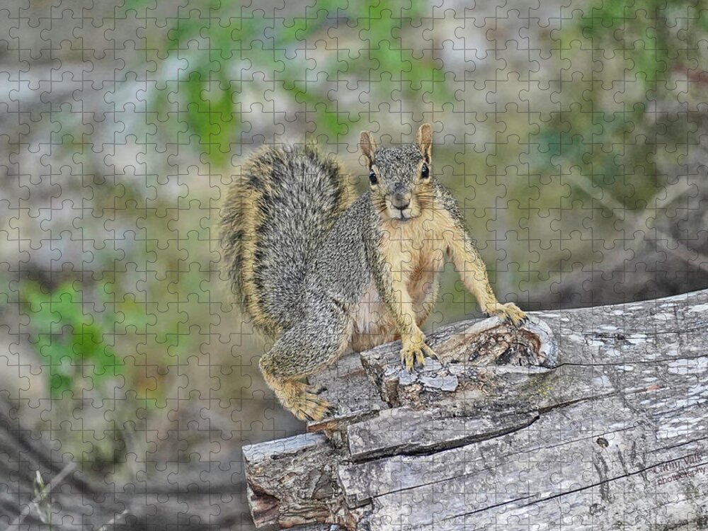 Squirrel Jigsaw Puzzle featuring the photograph Squirrel by Cathy Valle