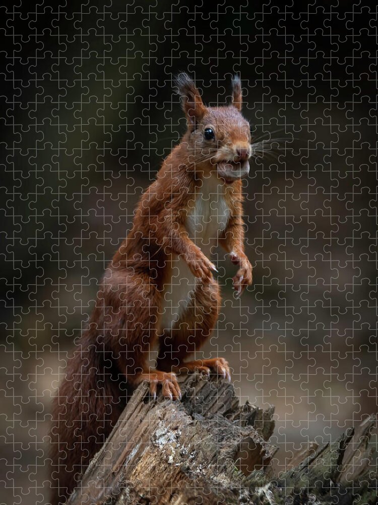 Squirrel Jigsaw Puzzle featuring the photograph Squirrel collecting and hiding nuts by Marjolein Van Middelkoop