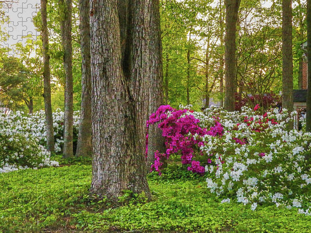 Azaleas Jigsaw Puzzle featuring the photograph Standing Tall Amongst the Azaleas in Hampton Roads Virginia by Ola Allen