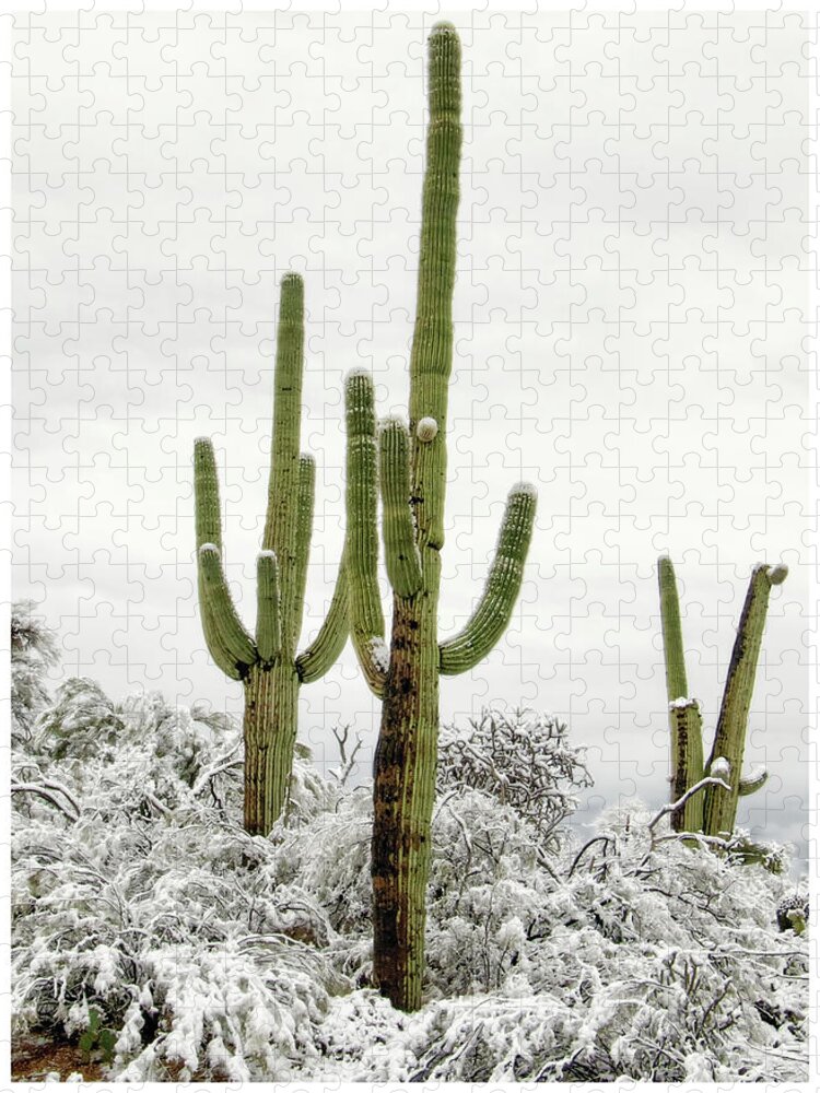 Cactus Jigsaw Puzzle featuring the photograph Standing Tall by Elaine Malott