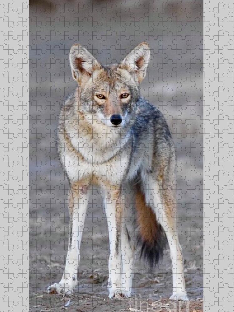 Coyote Jigsaw Puzzle featuring the digital art Stare down by Tammy Keyes