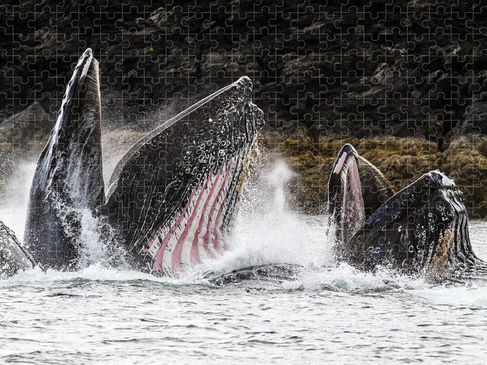 Whale Jigsaw Puzzle featuring the photograph Stars n' Stripes by Michael Rauwolf