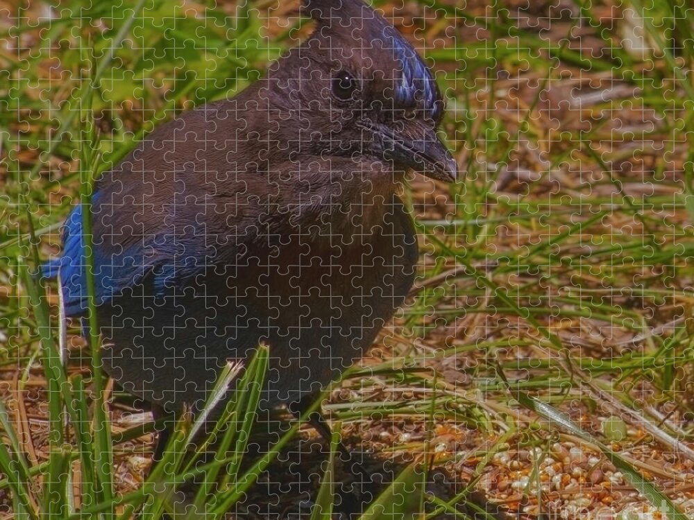 Steller's Jay Jigsaw Puzzle featuring the photograph Steller's Jay by PROMedias US