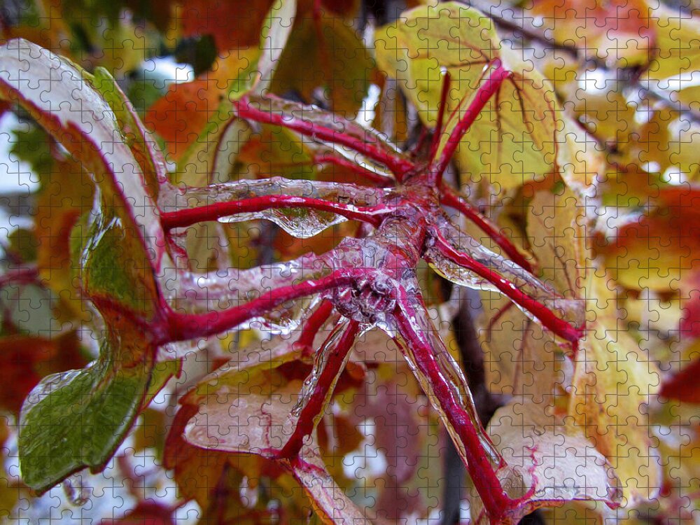 Fstop101 Nature Plants Red Ice Stems Jigsaw Puzzle featuring the photograph Stems Coated in Ice by Geno Lee