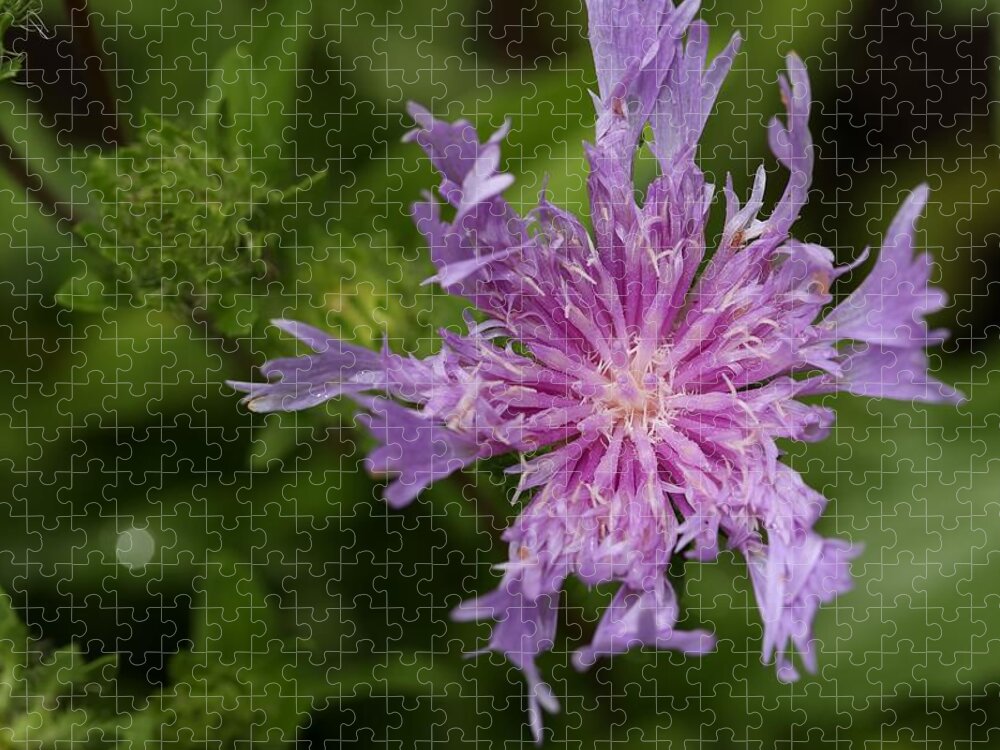 Stoke’s Aster Jigsaw Puzzle featuring the photograph Stoke's Aster Flower 3 by Mingming Jiang