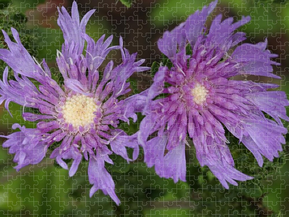 Stoke’s Aster Jigsaw Puzzle featuring the photograph Stoke's Aster Flower 5 by Mingming Jiang
