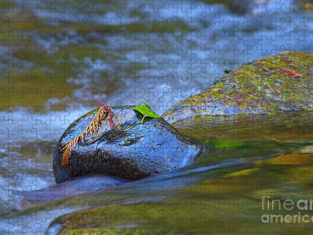 Stranded On A Rock Jigsaw Puzzle featuring the photograph Stranded on a Rock by Sharon Talson