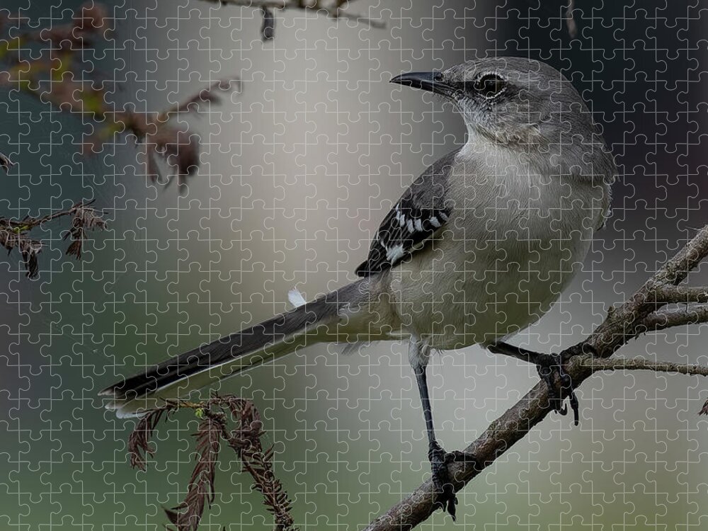 Northern Mockingbird Jigsaw Puzzle featuring the photograph Strike a Pose by RD Allen