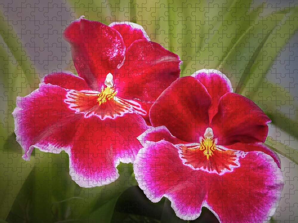 Pansy Orchid Jigsaw Puzzle featuring the photograph Striking Pansy Orchids by Elvira Peretsman