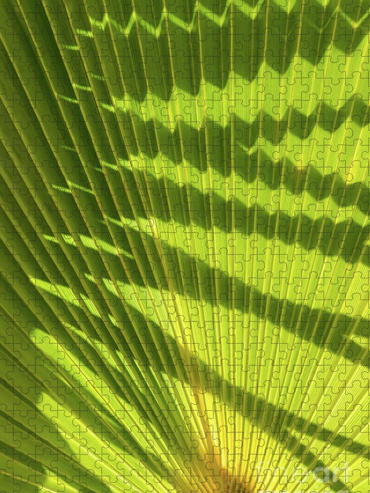 Palm Leaf Jigsaw Puzzle featuring the photograph Structure of green palm leaf with shadows 2 by Adriana Mueller