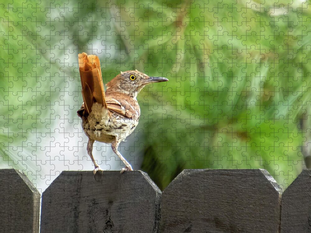 Brown Thrasher Jigsaw Puzzle featuring the photograph Strutting my Stuff by Mary Buck