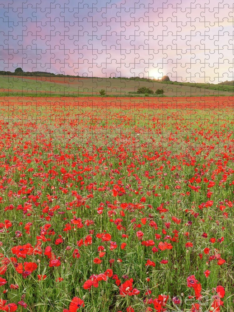 Norfolk Jigsaw Puzzle featuring the photograph Norfolk poppy fields at sunrise in England by Simon Bratt