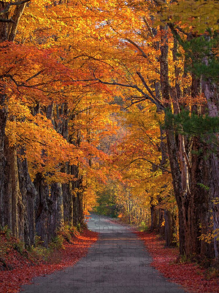 Sugar Jigsaw Puzzle featuring the photograph Sugar Hill Autumn Maple Road 2 by White Mountain Images