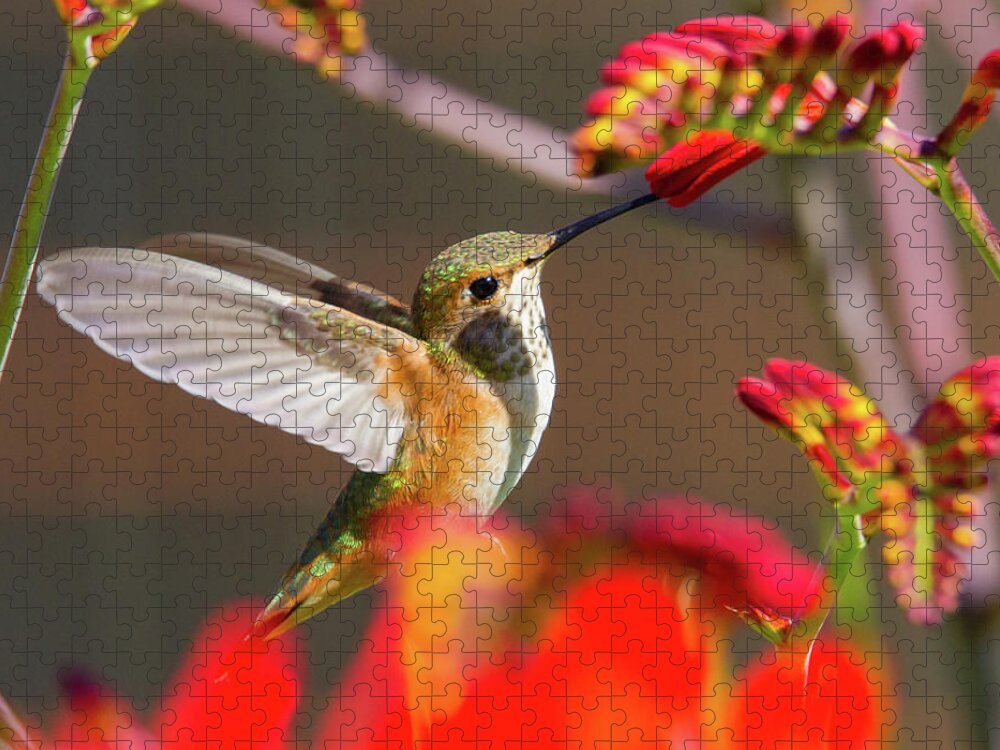 Rufous Hummingbird Jigsaw Puzzle featuring the photograph Summer Hummer by Belen Bilgic Schneider