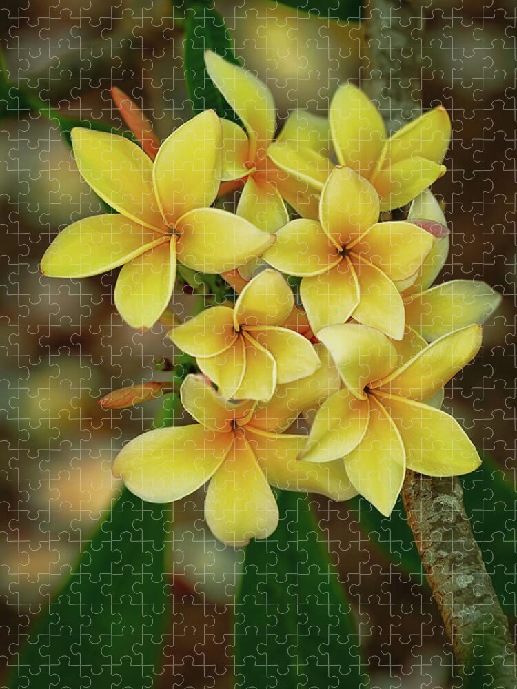 Floral Jigsaw Puzzle featuring the photograph Summer Plumerias by Jade Moon