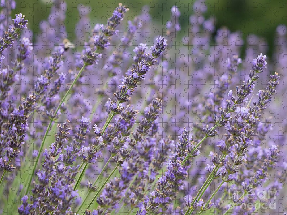 Summer Jigsaw Puzzle featuring the photograph Summer Lavender by Lorraine Cosgrove