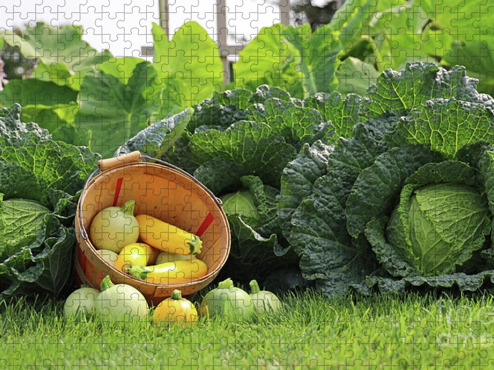 Harvest Jigsaw Puzzle featuring the photograph Summer Squash and Savoy Cabbage Harvest 2331 by Jack Schultz