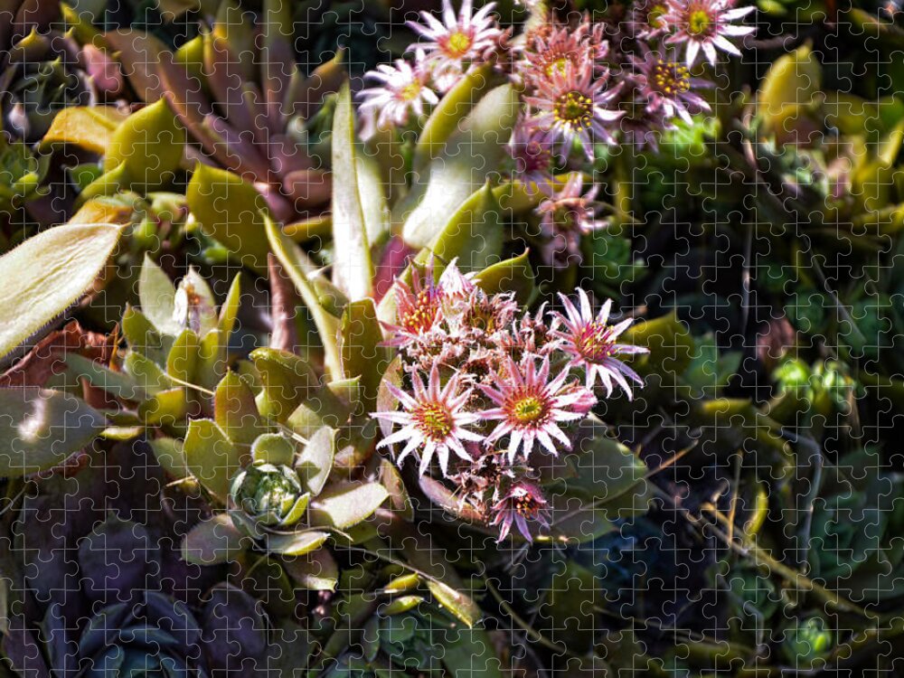 Hens And Chicks Succulents Jigsaw Puzzle featuring the photograph Summertime Succulents by Kristin Hatt