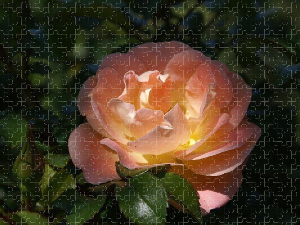  Jigsaw Puzzle featuring the photograph Sun-kissed Rose by Heather E Harman