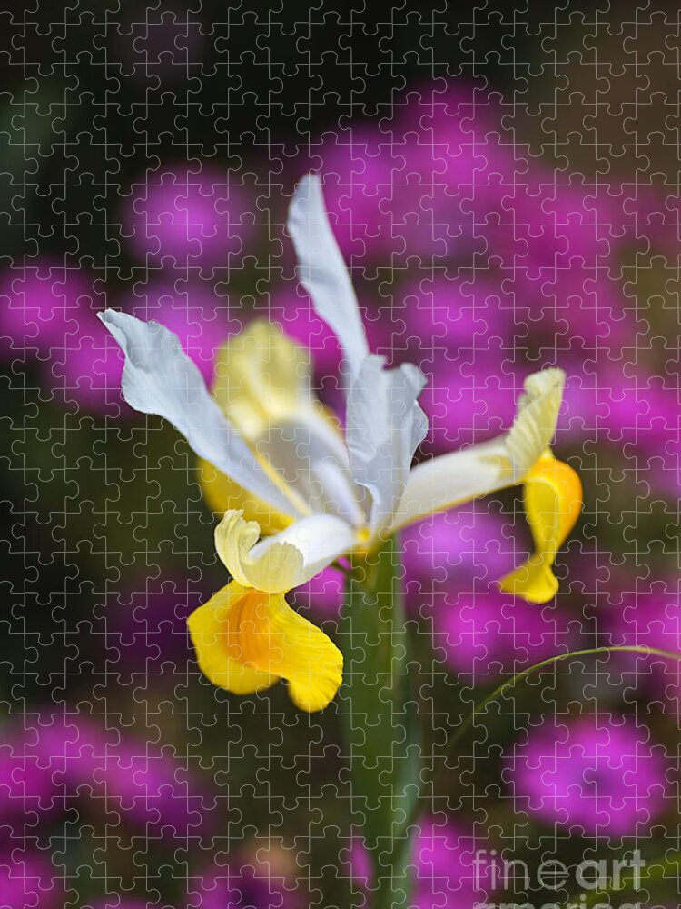Iridaceae Jigsaw Puzzle featuring the photograph Sun Loving Iris by Joy Watson