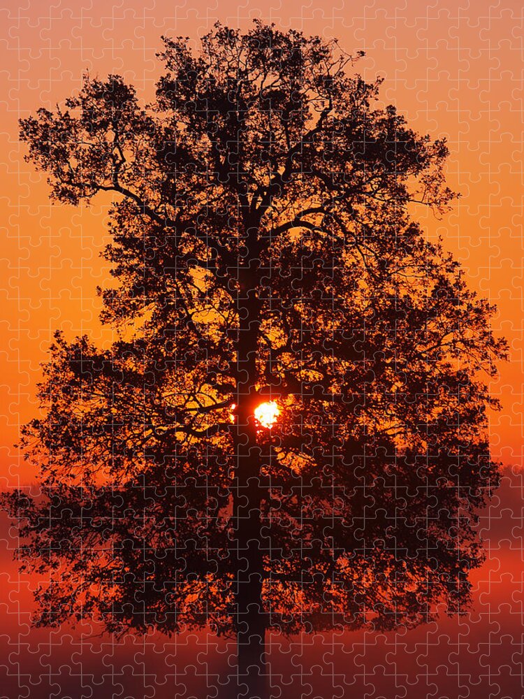 Sunrise Jigsaw Puzzle featuring the photograph Sun Tree two by Luc Van de Steeg