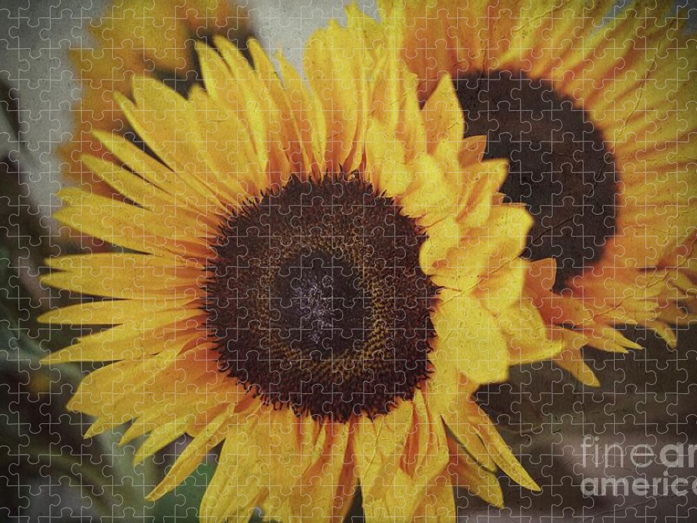 Sunflower Jigsaw Puzzle featuring the photograph Sunflower 2 by Claudia Zahnd-Prezioso