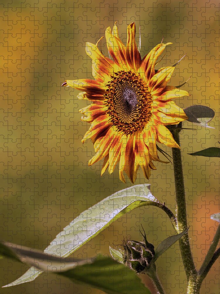 Sunflower Jigsaw Puzzle featuring the photograph Sunflower 2019-1 by Thomas Young