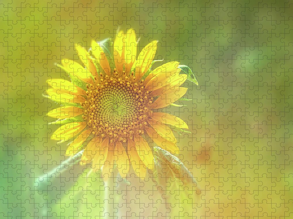 Sunflower Jigsaw Puzzle featuring the photograph Sunflower Artistic-3 by John Kirkland